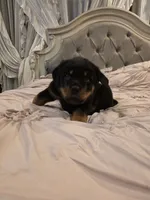MANSON, a male Rottweiler for sale in Galloway Township, NJ – 3 of 10