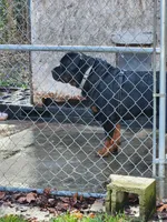TITAN., a male Rottweiler for sale in Galloway Township, NJ – 9 of 10