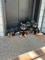 BUNDY, a male Rottweiler for sale in Galloway Township, NJ – 8 of 10