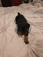BUNDY, a male Rottweiler for sale in Galloway Township, NJ – 3 of 10