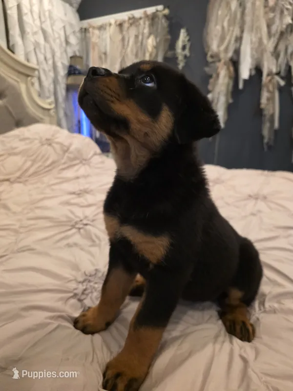 ATHENA – Rottweiler puppy for sale in Galloway Township, NJ