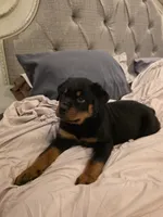 DRITA, a female Rottweiler for sale in Galloway Township, NJ – 4 of 9