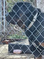 DRITA, a female Rottweiler for sale in Galloway Township, NJ – 9 of 9