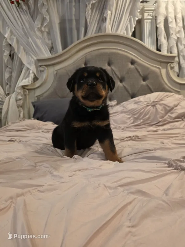 MANSON – Rottweiler puppy for sale in Galloway Township, NJ