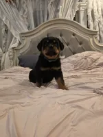 MANSON, a male Rottweiler for sale in Galloway Township, NJ – 1 of 10
