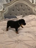 BUNDY, a male Rottweiler for sale in Galloway Township, NJ – 4 of 10