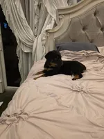BUNDY, a male Rottweiler for sale in Galloway Township, NJ – 7 of 10