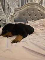 MANSON, a male Rottweiler for sale in Galloway Township, NJ – 7 of 10