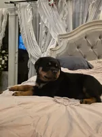 ATHENA, a female Rottweiler for sale in Galloway Township, NJ – 5 of 6