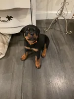 ZUES, a male Rottweiler for sale in Galloway Township, NJ – 7 of 10