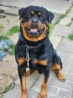 AKC GERMAN ROTTWEILERS NAMED TITAN., a male Rottweiler for sale in Galloway Township, NJ – 8 of 8