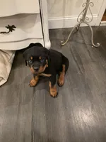 ZUES, a male Rottweiler for sale in Galloway Township, NJ – 6 of 10