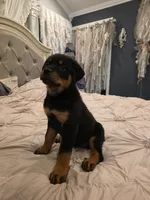 DRITA, a female Rottweiler for sale in Galloway Township, NJ – 2 of 9