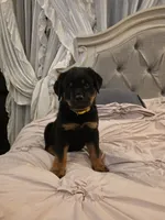 BUNDY, a male Rottweiler for sale in Galloway Township, NJ – 1 of 10