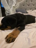 MANSON, a male Rottweiler for sale in Galloway Township, NJ – 4 of 10