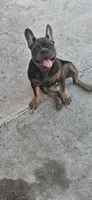 Misty, a female French Bulldog for sale in Phoenix, AZ – 4 of 4