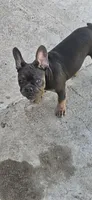 Misty, a female French Bulldog for sale in Phoenix, AZ – 3 of 4