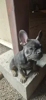 Misty, a female French Bulldog for sale in Phoenix, AZ – 1 of 4