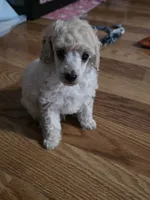 Cartier, a male Poodle - Toy  for sale in Casselberry, FL – 2 of 10