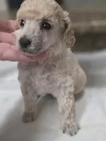 Cartier, a male Poodle - Toy  for sale in Casselberry, FL – 10 of 10