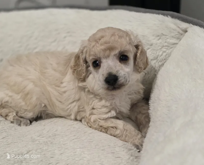 Cartier – Poodle - Toy  puppy for sale in Casselberry, FL