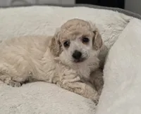Cartier, a male Poodle - Toy  for sale in Casselberry, FL – 1 of 10