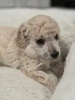 Cartier, a male Poodle - Toy  for sale in Casselberry, FL – 4 of 10