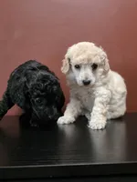Cartier, a male Poodle - Toy  for sale in Casselberry, FL – 3 of 10