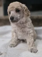 Cartier, a male Poodle - Toy  for sale in Casselberry, FL – 8 of 10