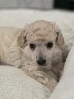 Cartier, a male Poodle - Toy  for sale in Casselberry, FL – 9 of 10