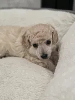 Cartier, a male Poodle - Toy  for sale in Casselberry, FL – 5 of 10
