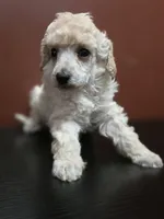 Cartier, a male Poodle - Toy  for sale in Casselberry, FL – 7 of 10