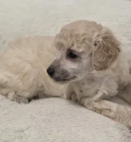 Cartier, a male Poodle - Toy  for sale in Casselberry, FL – 6 of 10