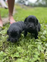 gracie, a female Labrador Retriever for sale in Worthington, MA – 5 of 5