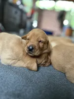 Fred, a male Labrador Retriever for sale in Worthington, MA – 3 of 5