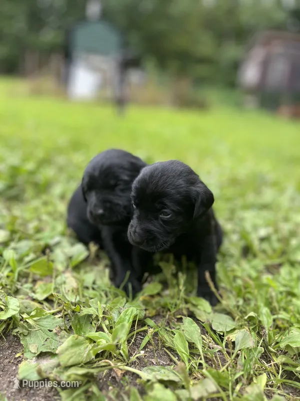 gracie – Labrador Retriever puppy for sale in Worthington, MA