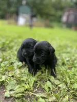 gracie, a female Labrador Retriever for sale in Worthington, MA – 1 of 2