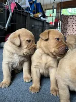 Fred, a male Labrador Retriever for sale in Worthington, MA – 4 of 5