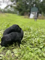 gracie, a female Labrador Retriever for sale in Worthington, MA – 3 of 5