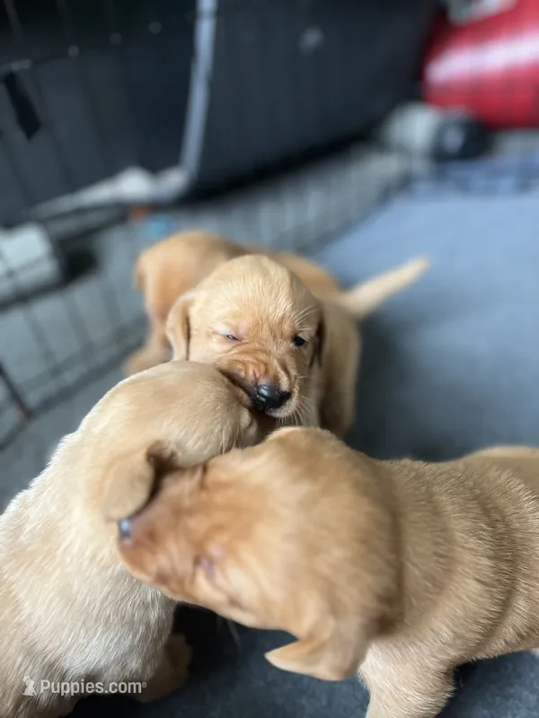 Fred – Labrador Retriever puppy for sale in Worthington, MA