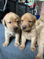 Fred, a male Labrador Retriever for sale in Worthington, MA – 5 of 5