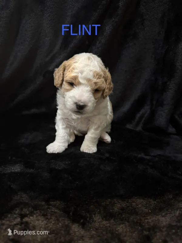 Flint  – Miniature Bernedoodle puppy for sale in Centerville, IN
