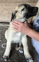 Daddy’s girl, a female Anatolian Shepherd Dog for sale in Springfield, OH – 2 of 2