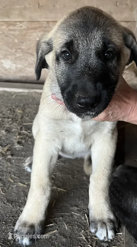 Daddy’s girl – Anatolian Shepherd Dog puppy for sale in Springfield, OH