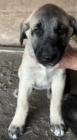 Daddy’s girl, a female Anatolian Shepherd Dog for sale in Springfield, OH – 1 of 2