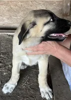 Socks, a female Anatolian Shepherd Dog for sale in Springfield, OH – 2 of 2
