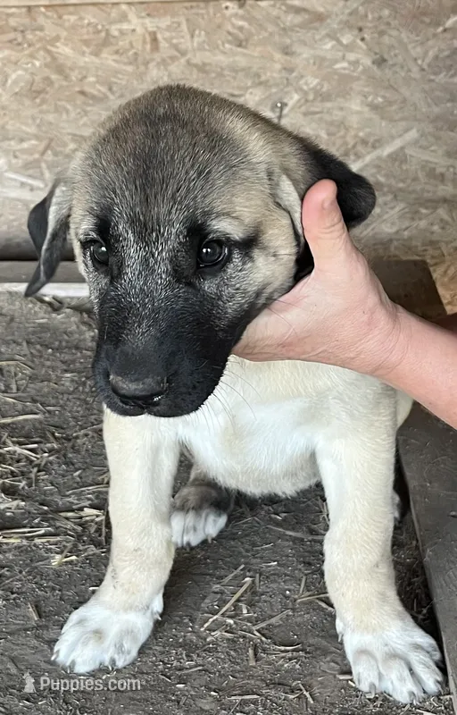 Socks – Anatolian Shepherd Dog puppy for sale in Springfield, OH