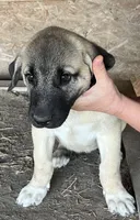 Socks, a female Anatolian Shepherd Dog for sale in Springfield, OH – 1 of 2