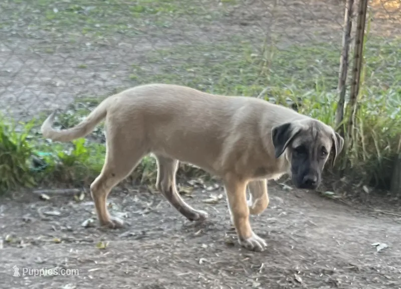 Socks – Anatolian Shepherd Dog puppy for sale in Springfield, OH