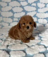 Daisy , a female Maltipoo and Poodle - Toy  for sale in Lake Elsinore, CA – Photo 1 of 2